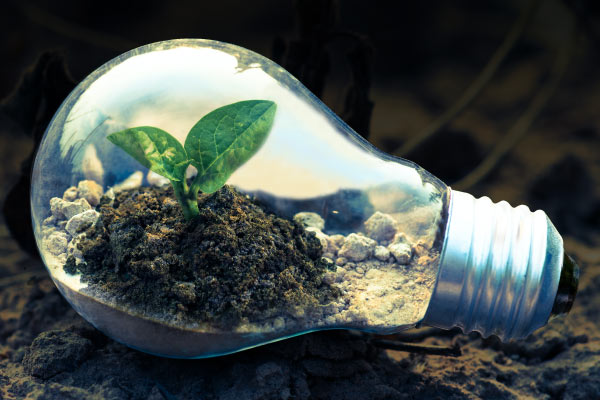 An incandescent light bulb in the dirt that has been turned into a terrarium 