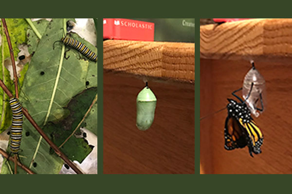 caterpillar metamorphosis