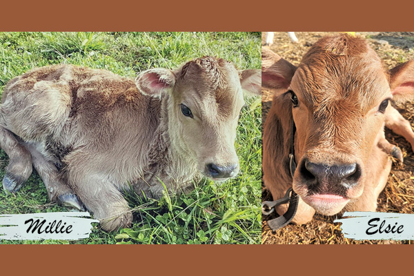 up close face photos of two dairy calves
