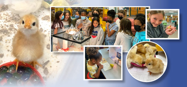 Collage of students in a classroom and baby chickens