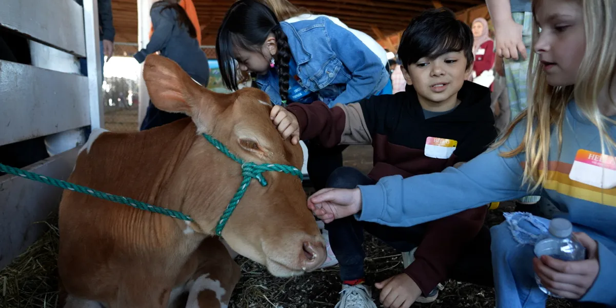 students petting a cow