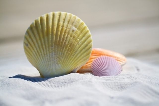 one yellow, one pink, and one orange shell in sand