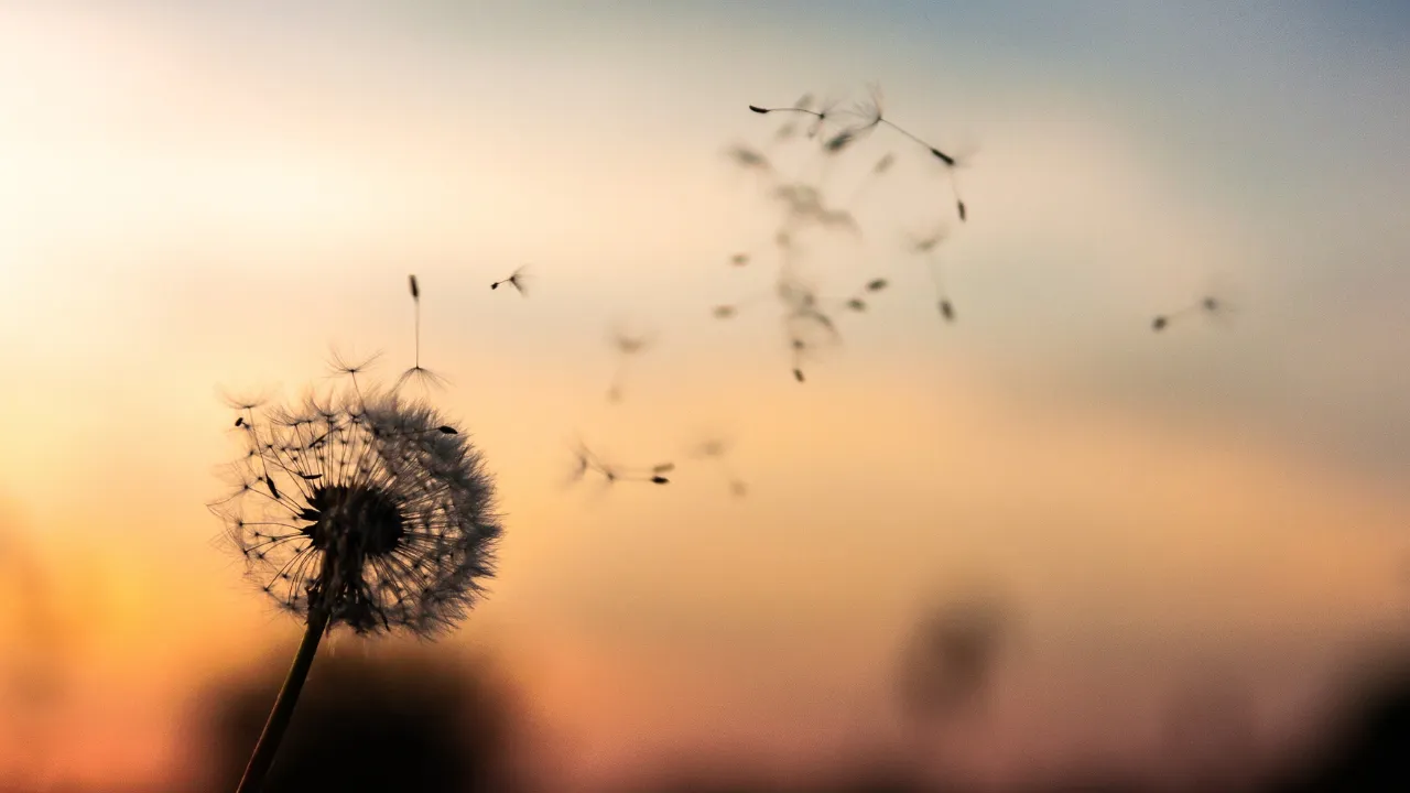Dandelion